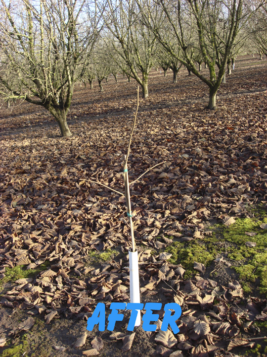 First year pruning After Growing Hazelnuts