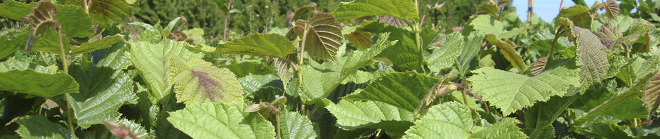 Growing Hazelnuts