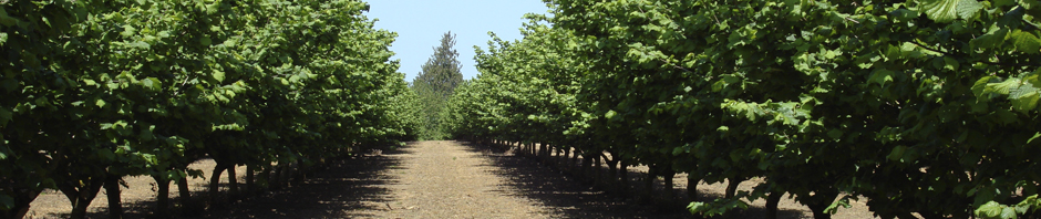 Growing Hazelnuts